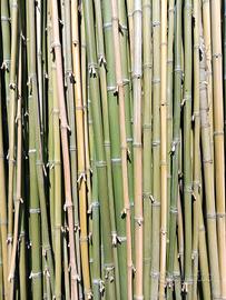 Canne di bambù naturali 