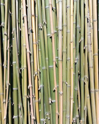 Canne di bambù naturali 