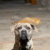 Cane Corso per monta