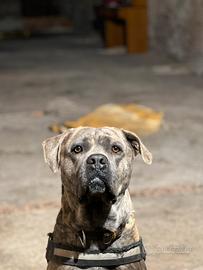 Cane Corso per monta