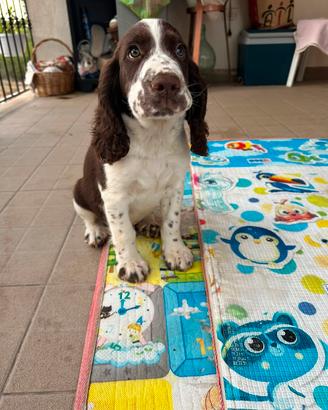 Cuccioli di Springer spaniel