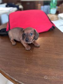 Cuccioli di bassotto m