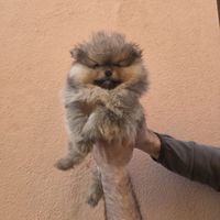 Cucciola Pomerania