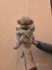 Cucciola Pomerania