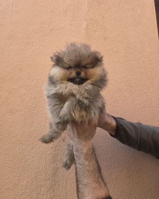 Cucciola Pomerania
