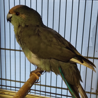 Kakariki