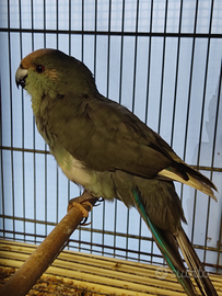 Kakariki