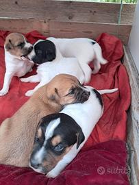 Cuccioli meticci Jack Russell