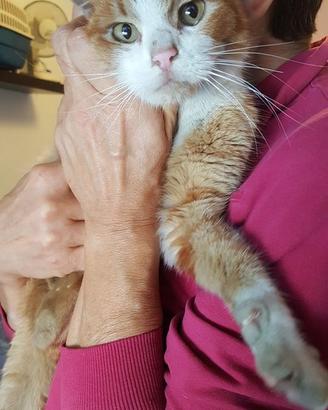 Lulu' dolcissima gatta in adozione