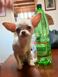 Piccola cucciola Chihuahua bianca