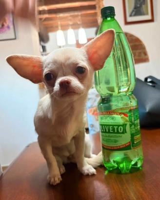 Piccola cucciola Chihuahua bianca