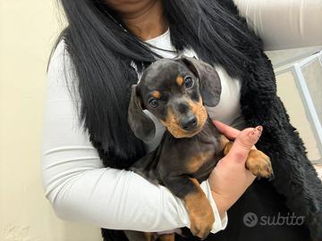 Bassotto nero focato kanichen