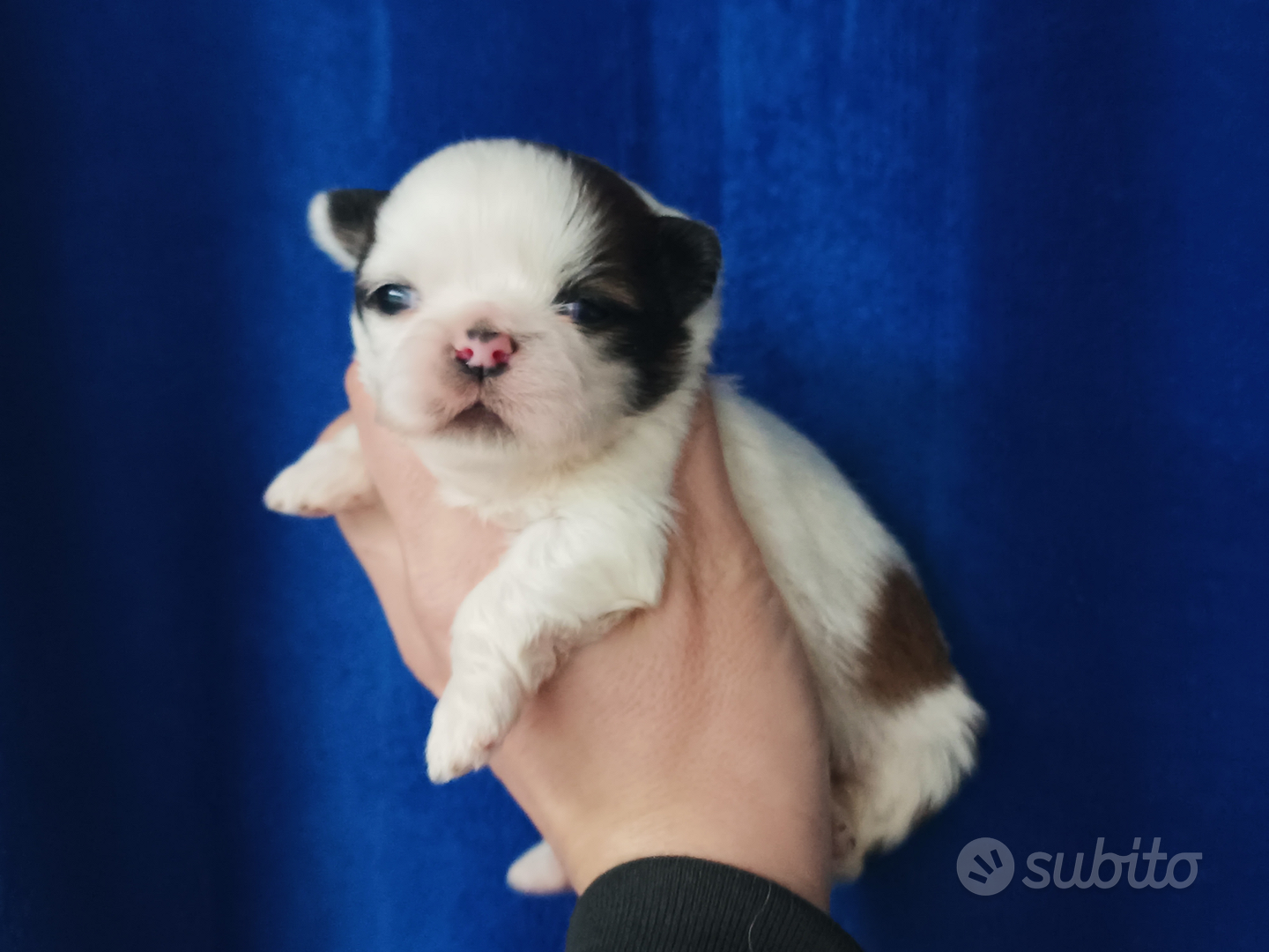 Cuccioli di Shih Tzu Animali In vendita a Arezzo