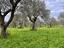 Immagine 16