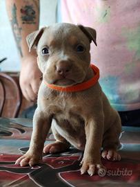 Pitbull 