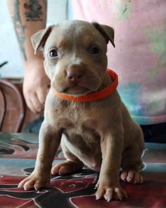 Pitbull 