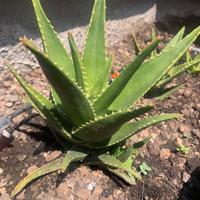 Piante di aloe