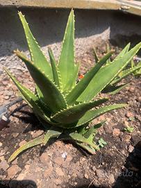 Piante di aloe