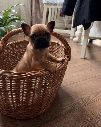 Bulldog francese