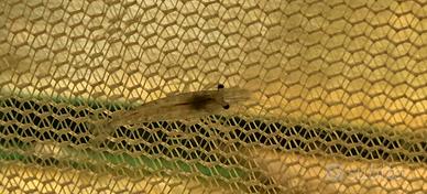 Red cherry ( scarti )