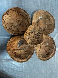Ciottole di sughero