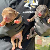 Pitbull tricolor