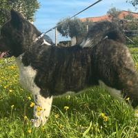 Cucciole Akita americano