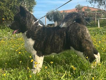 Cucciole Akita americano