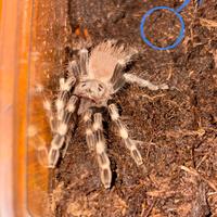 Coppia Nhandu chromatus