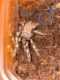Coppia Nhandu chromatus