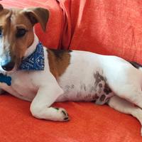 Maschio Jack Russell Terrier per accoppiamento