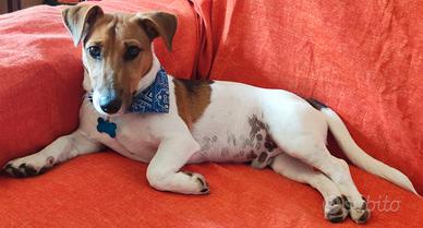 Maschio Jack Russell Terrier per accoppiamento