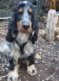 Cocker Spaniel tricolore femmina adulta