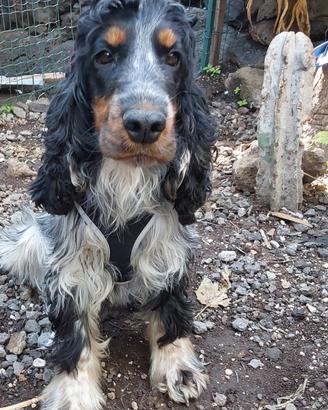 Cocker Spaniel tricolore femmina adulta