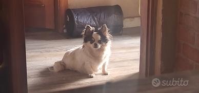 Chihuahua femmina adulta