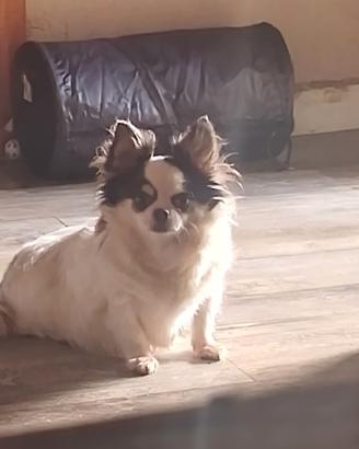 Chihuahua femmina adulta