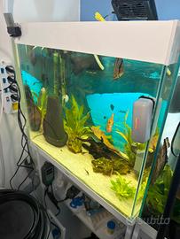 ACQUARIO CIANO 100 LITRI COMPLETO