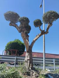 Olivi ornamentali adulti