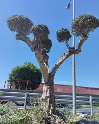 Olivi ornamentali adulti