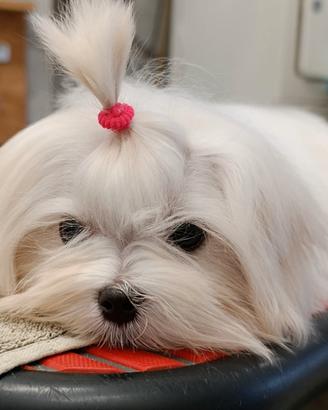 Maltese coreano mini