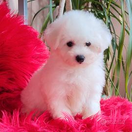 Cuccioli BICHON FRISÉ Selezione TOP Pedigree ENCI