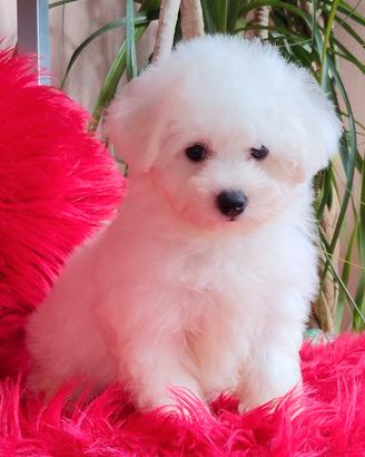 Cuccioli BICHON FRISÉ Selezione TOP Pedigree ENCI