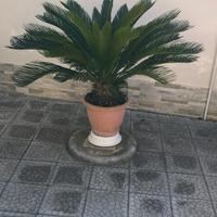 cycas con vaso di terracotta 