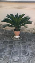 cycas con vaso di terracotta 