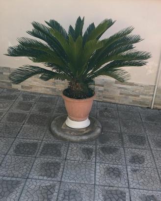 cycas con vaso di terracotta 