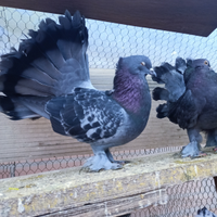 Colombi pavoncelle indiane