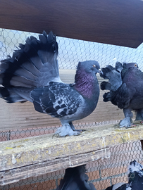 Colombi pavoncelle indiane