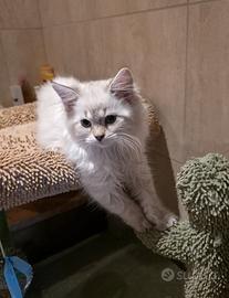Siberiani Neva con pedigree anche libero