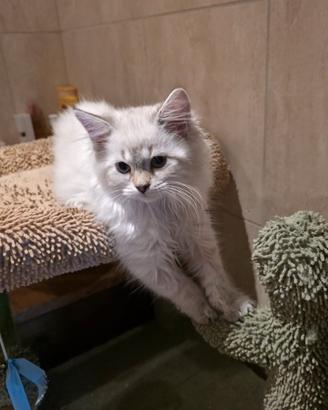 Siberiani Neva con pedigree anche libero