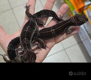 Geco leopardino "black night"